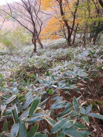 조릿대