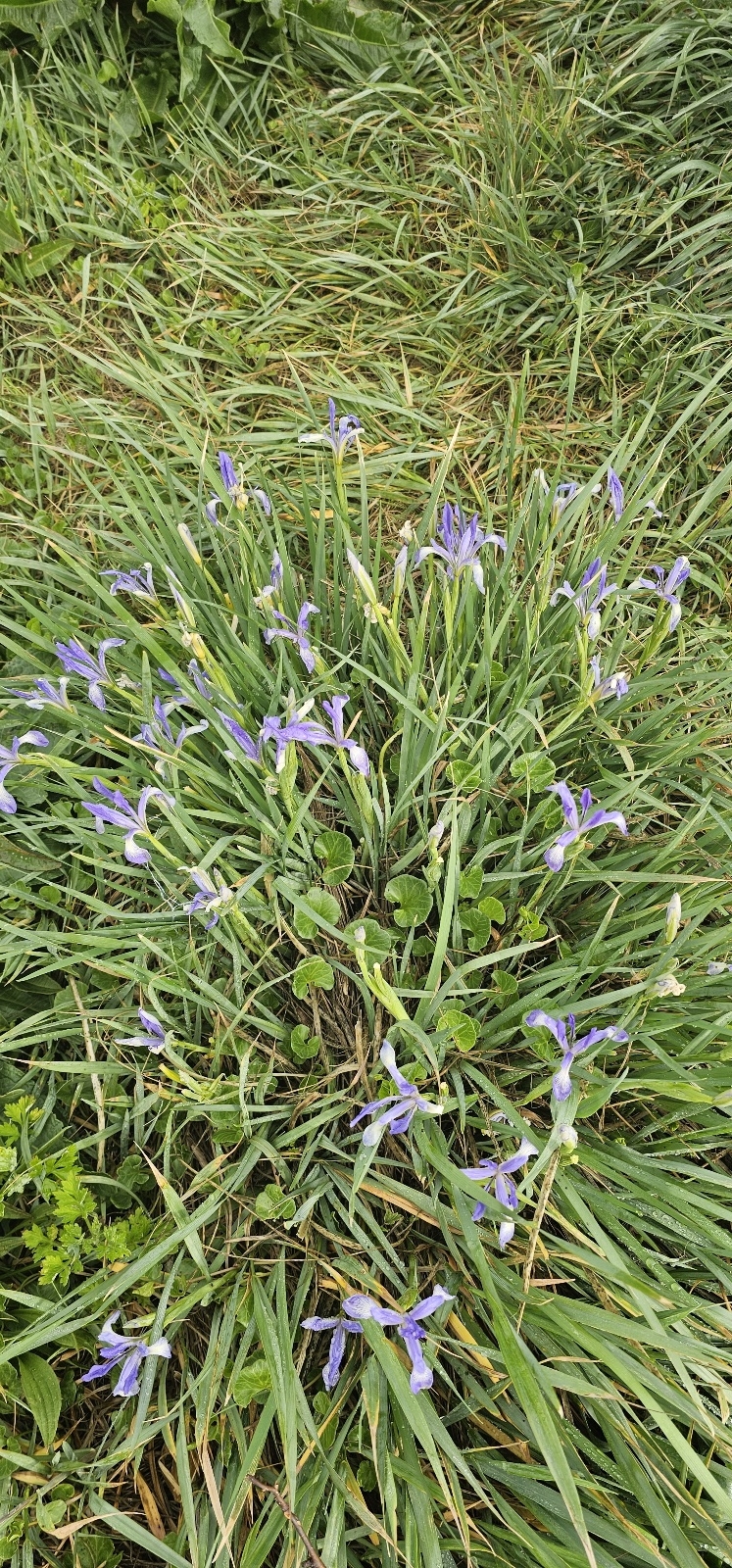 해변에서 본 아이리스 꽃 4