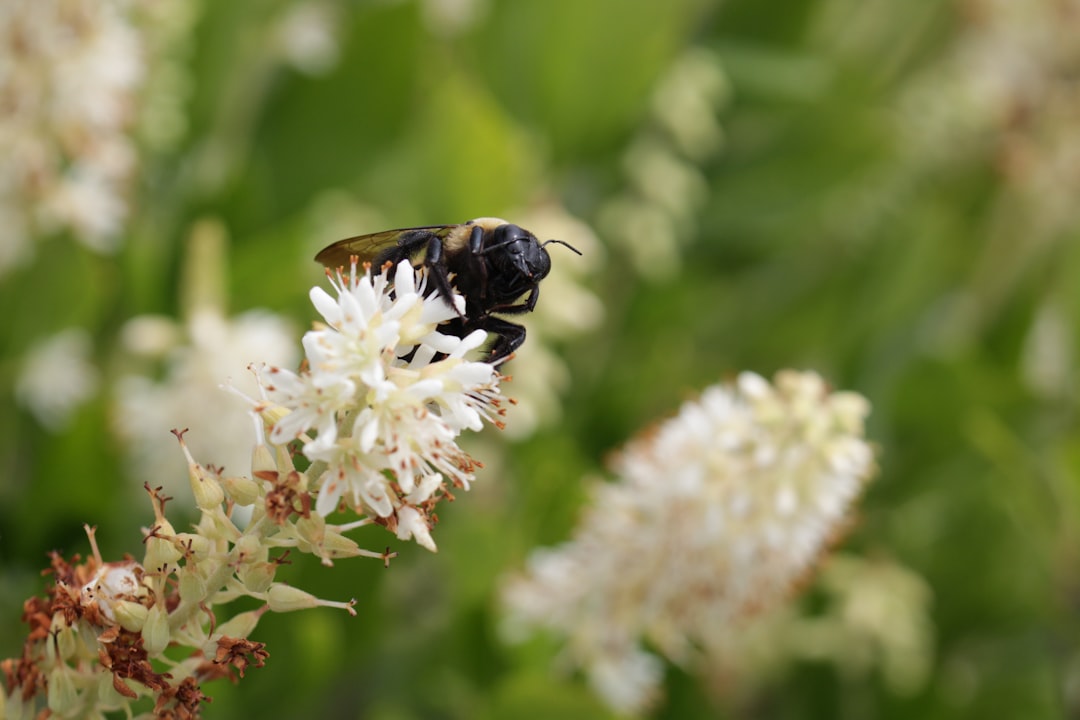 Allergen