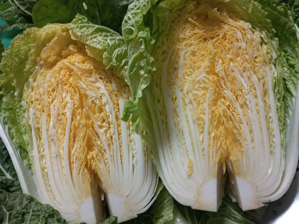 반으로 자른 배추 밑동에 칼집을 넣은 사진
