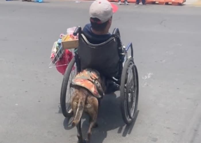 “내 주인 산책은 내가 해요…” 사고로 사지마비된 주인의 휠체어를 ‘죽을힘을’ 다해 밀어주는 ‘천사’강아지의 모습에 모두가 감동받았습니다
