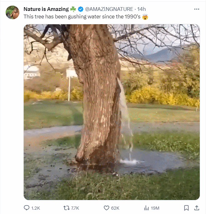 무엇이 러시아로 이주를 막고 있나 ㅣ 1990년대부터 나무에서 쏟아지고 있는 물 VIDEO: What is preventing you from moving to Russia? ㅣ This tree has been gushing water since the 1990&#39;s