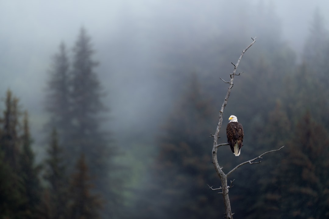 Eagle