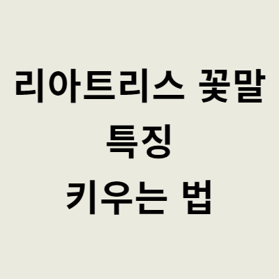 리아트리스 꽃말 특징 키우는 법