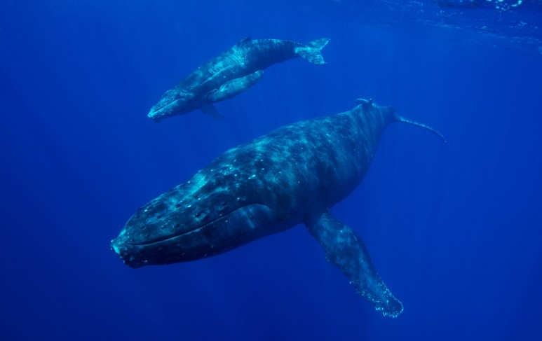 울음소리도 큰 고래 고래꿈 몸집도 크고 12