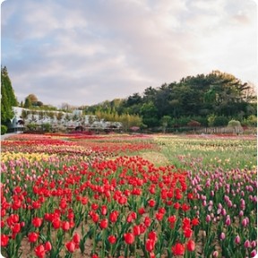 수선화-꽃