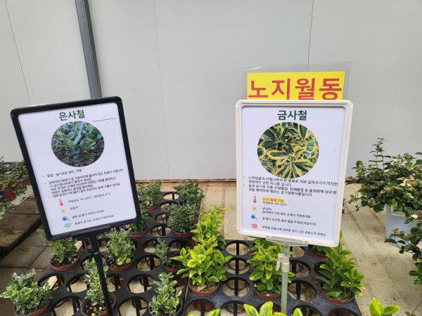 금사철-은사철-꽃말-잘-키우는-방법