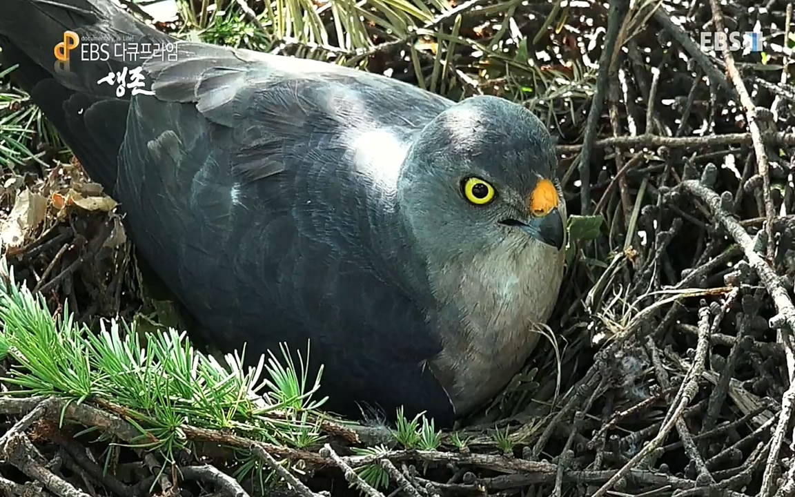 생존 3부_ EBS 다큐프라임_ 220629.avi_20220701_210758.058.jpg
