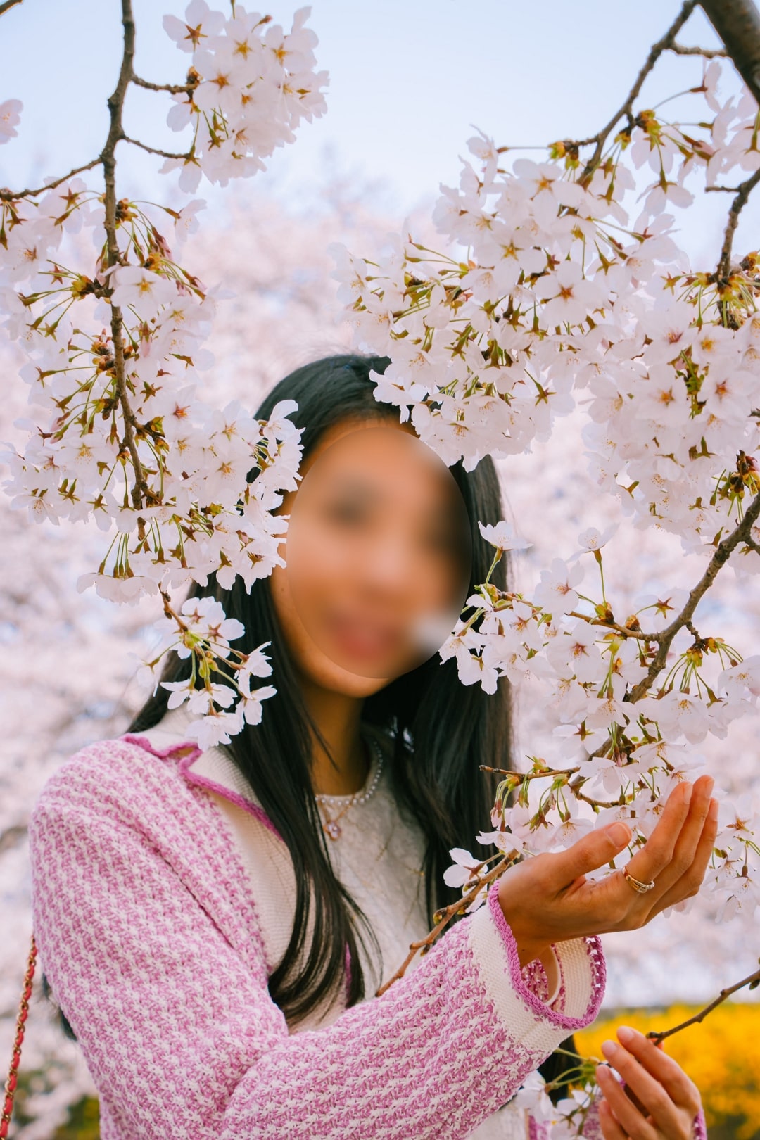 낮은 벚꽃나무 가지 사이로 이런 구도도 사진이 이쁘게 나옵니다
