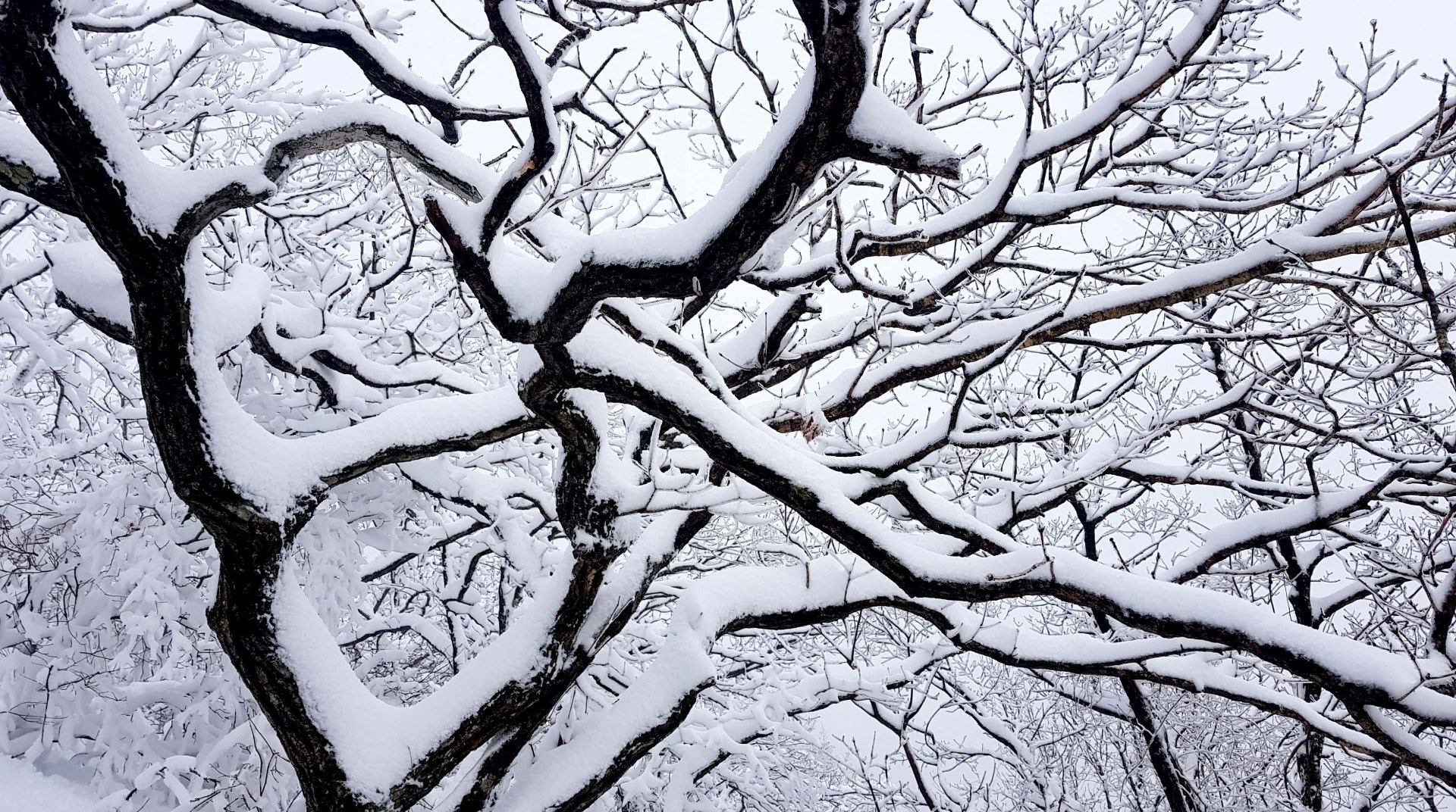 울산 가지산 설경
