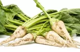  달콤한 유혹! 사탕무(Sugar beet)로 더 즐거운 다이어트!