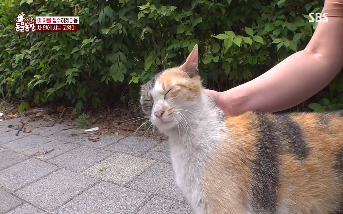 TV 동물농장.E1075.220627p-NEXT.mp4_20220626_175612.009.jpg