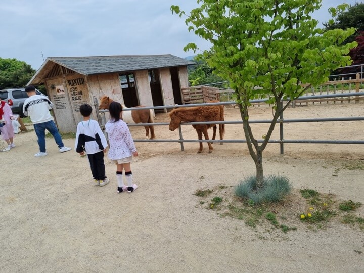 용인-곤충테마파크-조랑말-두마리