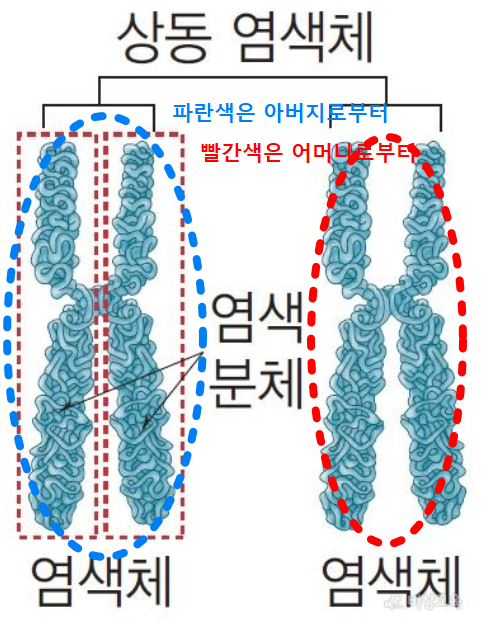 상동염색체의 구조