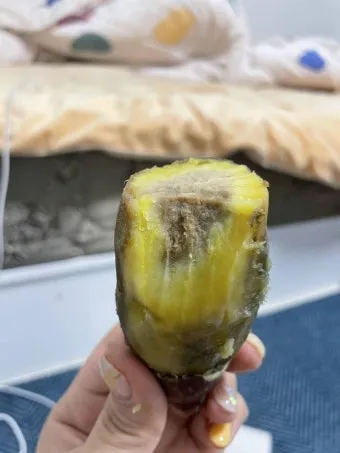 썩은 고구마 구별법 안전하게 먹기_15