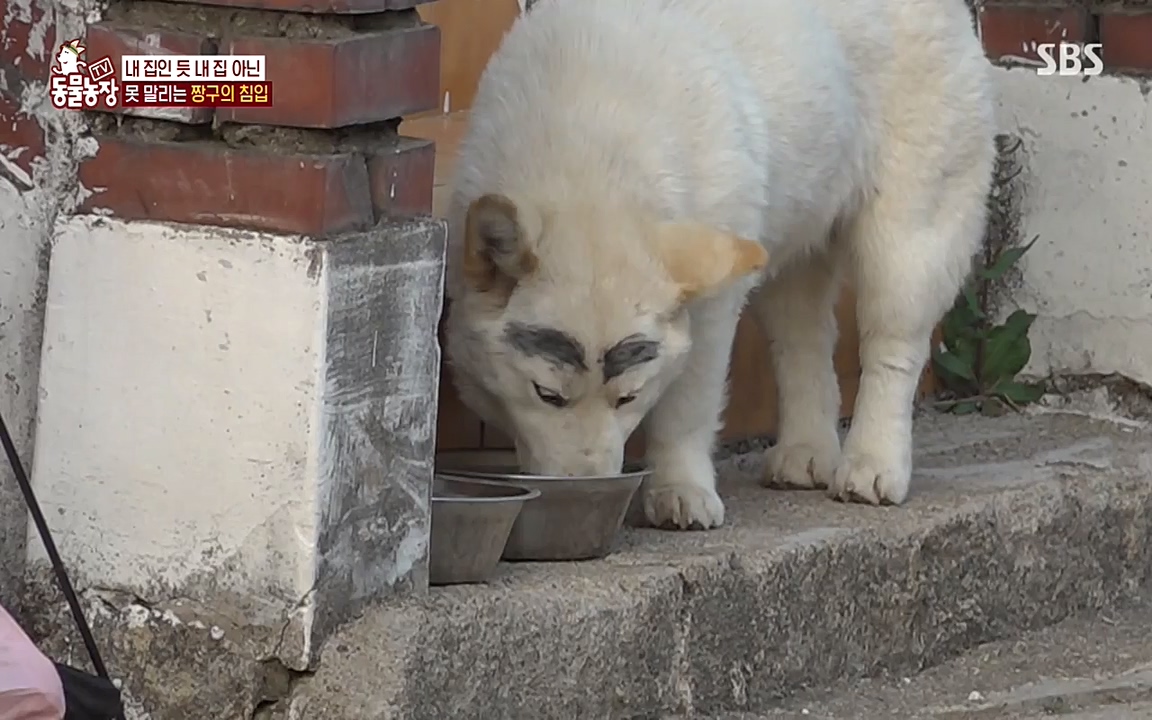 TV 동물농장.E1068.220509p-NEXT.mp4_20220508_173828.749.jpg