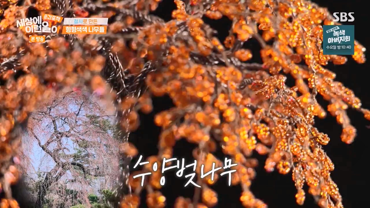 순간포착 세상에 이런일이.E1250.231029p-NEXT.mp4_20231029_153409.301.jpg