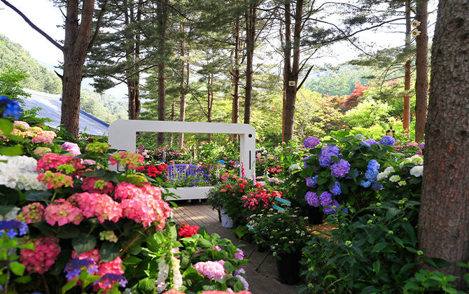 수국사진