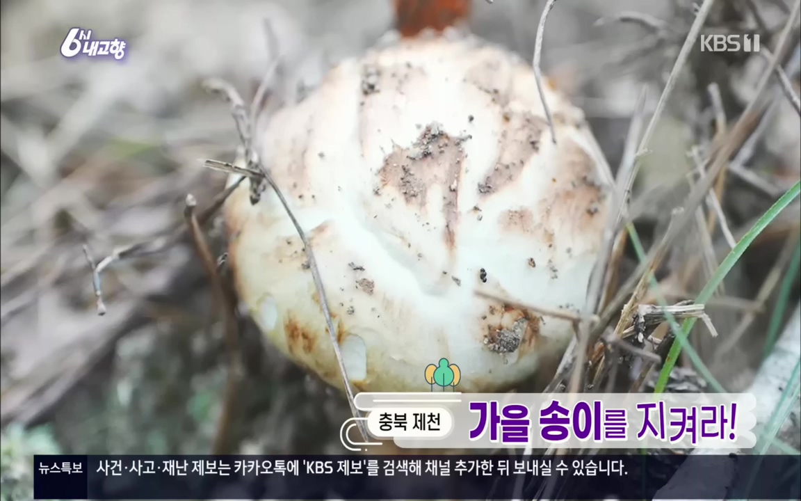 6시 내고향.E7630.221004p.H264-F1RST.mp4_20221004_202848.417.jpg