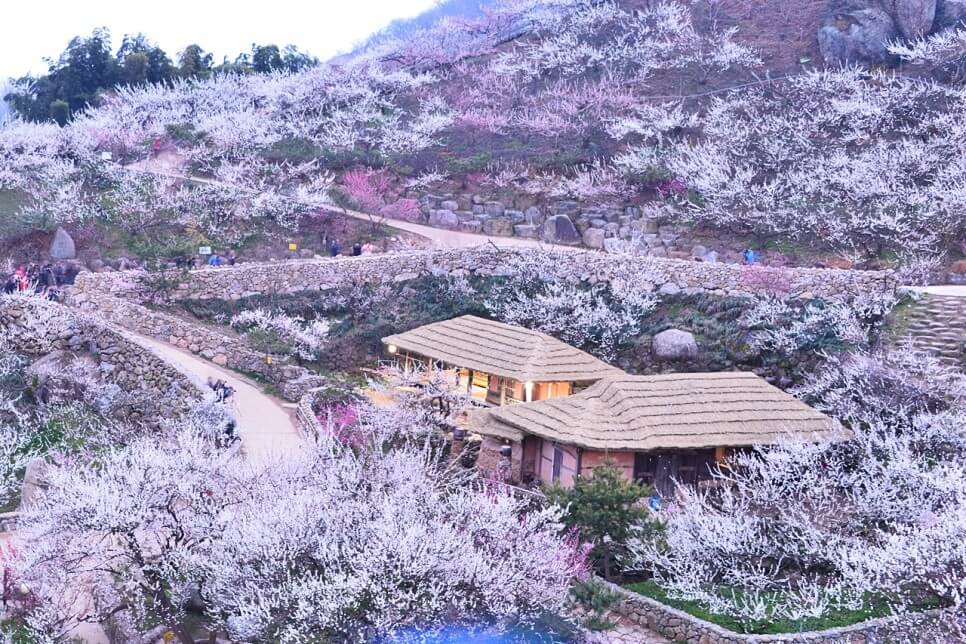 매화 이미지