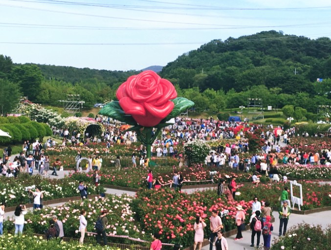 울산대공원 장미원