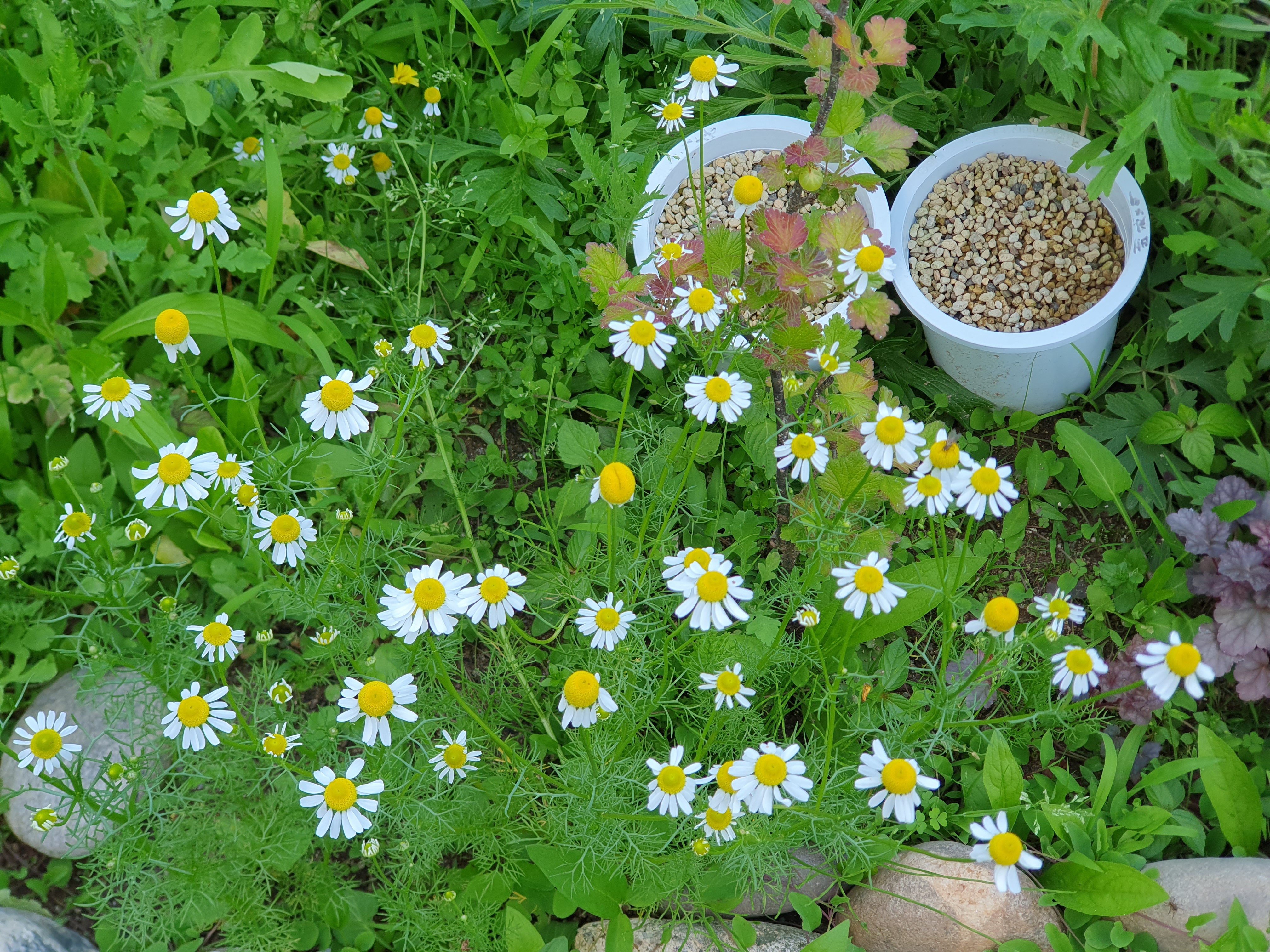 캐모마일(chamomile)꽃