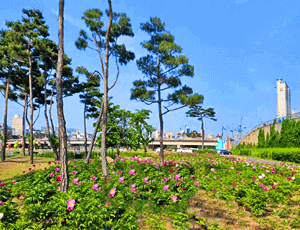 영천-가볼만한곳-영천생태공원-작약꽃