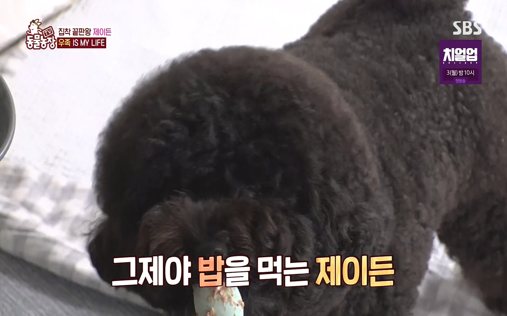 TV 동물농장.E1088.220925p.H264-F1RST.mp4_20220925_174353.225.jpg