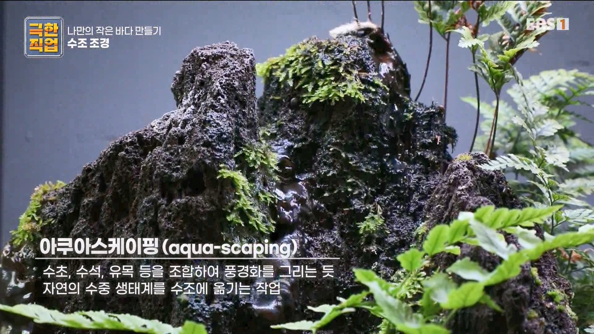 [극한 직업] 수조 조경.mp4_20230822_204137.690.jpg