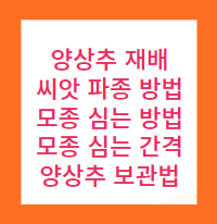 양상추 재배