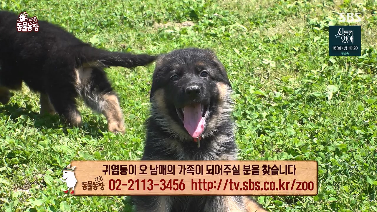 TV 동물농장.E1176.240617p-NEXT.mp4_20240616_171023.669.jpg