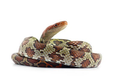 나오는 꿈은 어떤 꿈일까요? 뱀 꿈의 해몽, 뱀. 7