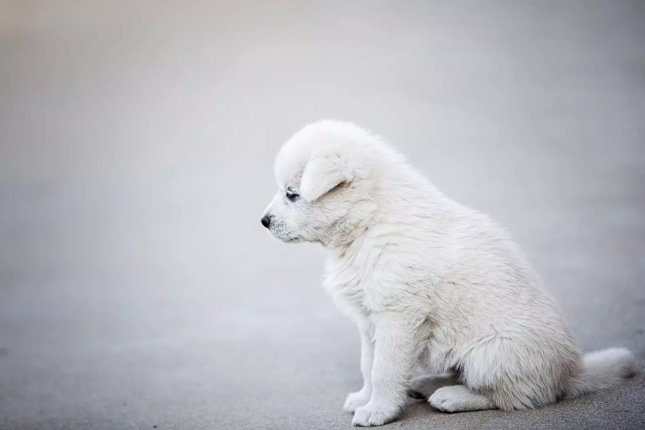 새끼 강아지 낑낑? 우리집에 데려온 새끼 강아지가 낑낑거리는 이유는 뭘까?