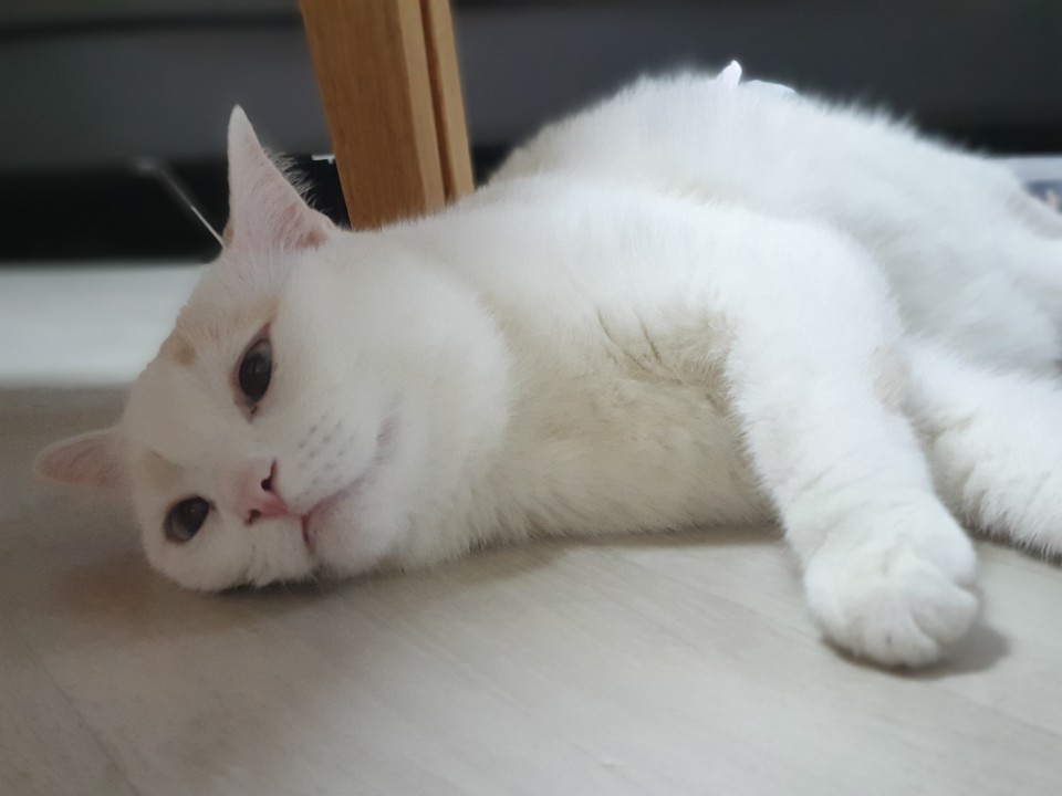  고양이 급성 신부전 원인, 증상, 치료의 모든 것