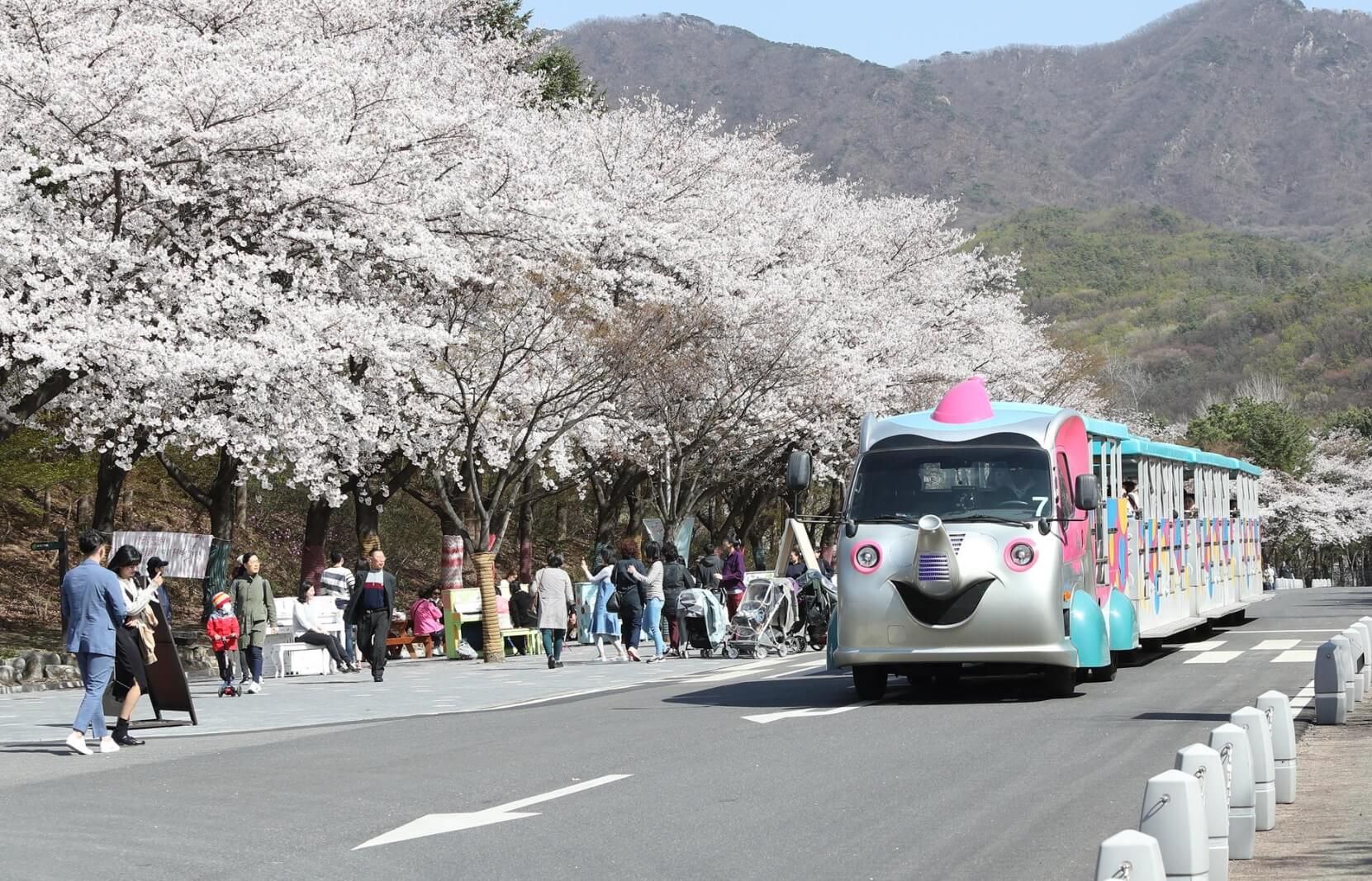 서울대공원 벚꽃