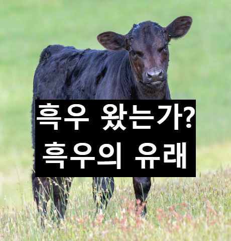  흑우 왔는가? 흑우 단어의 유래와 쓰임새
