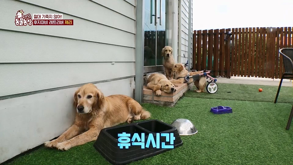 TV 동물농장.E1129.230716p.H264-F1RST.mp4_20230716_183617.837.jpg