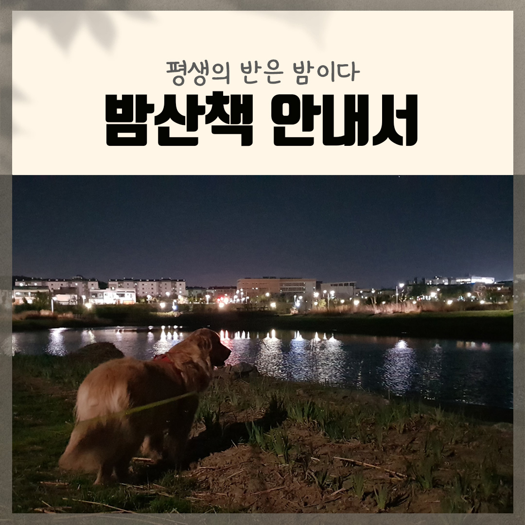  강아지산책, 밤에도 즐겁게 즐기는 법과 산책용품, 준비물
