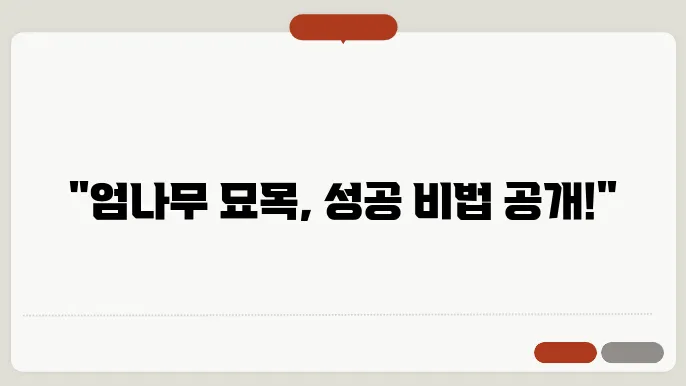 엄나무 묘목 판매 번식 방법 가지쳥8기 시기