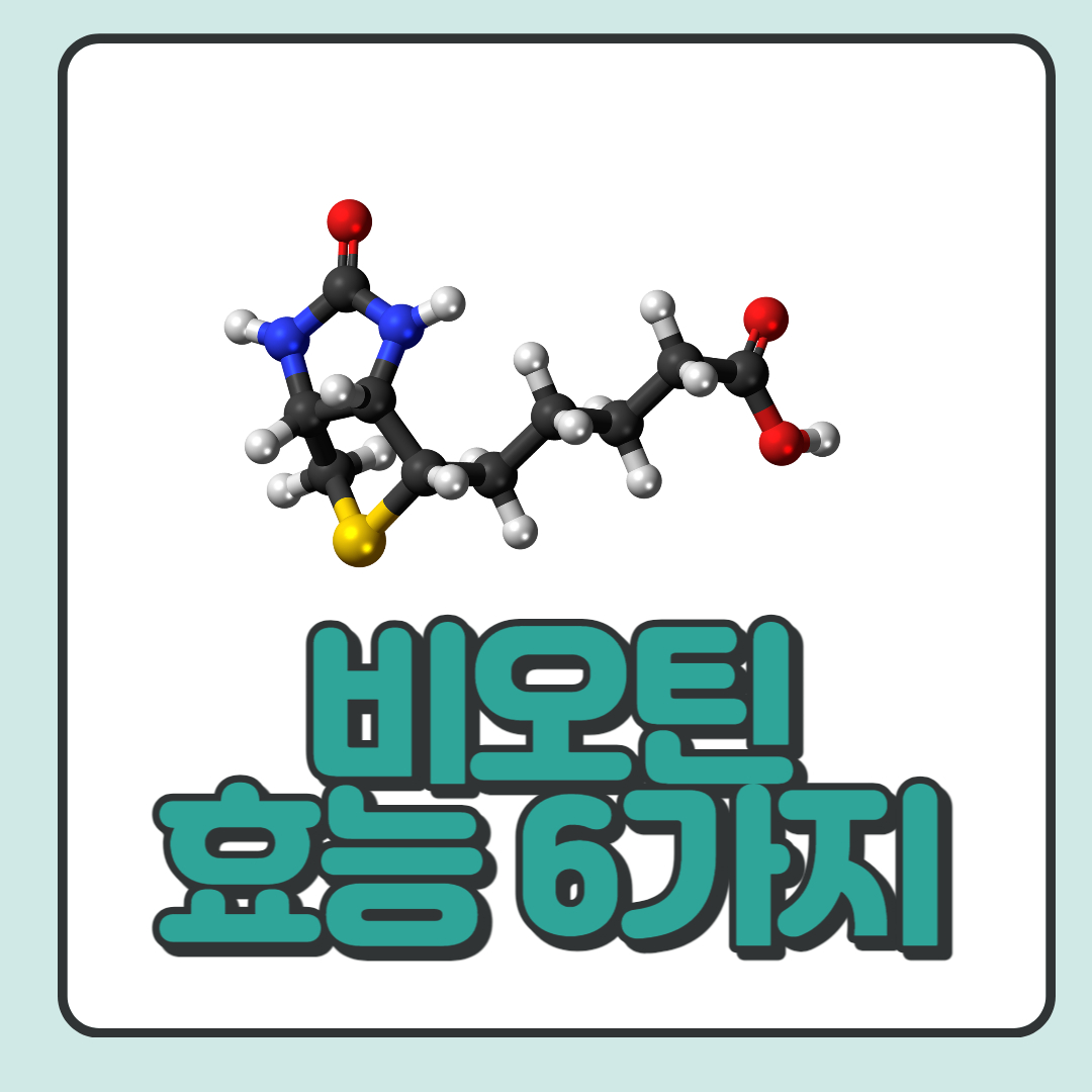 비오틴-효능