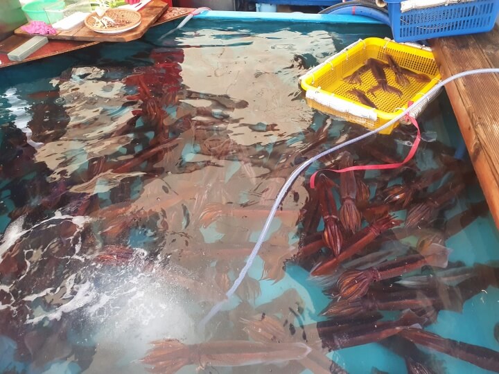오징어-난전에서-판매하는-1마리-1만원-오징어