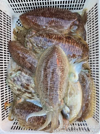 갑오징어 손질법 제철 맛있게 먹는 방법_19