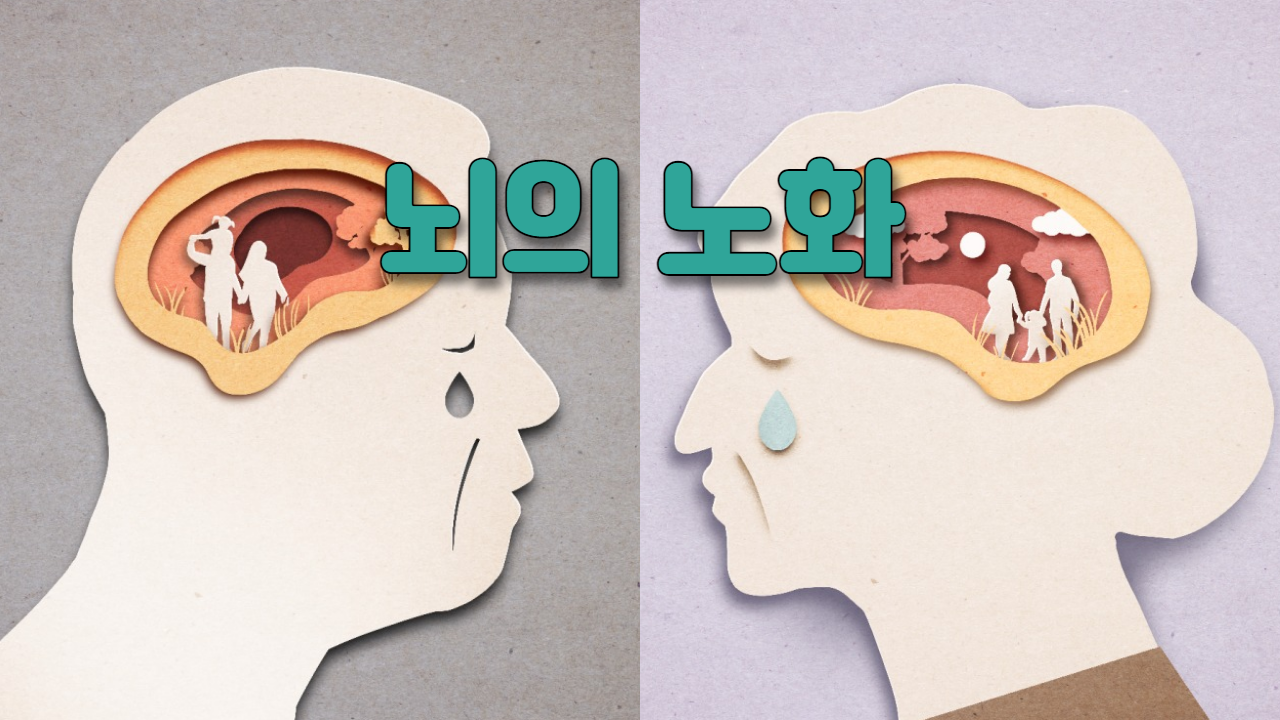 뇌의 노화