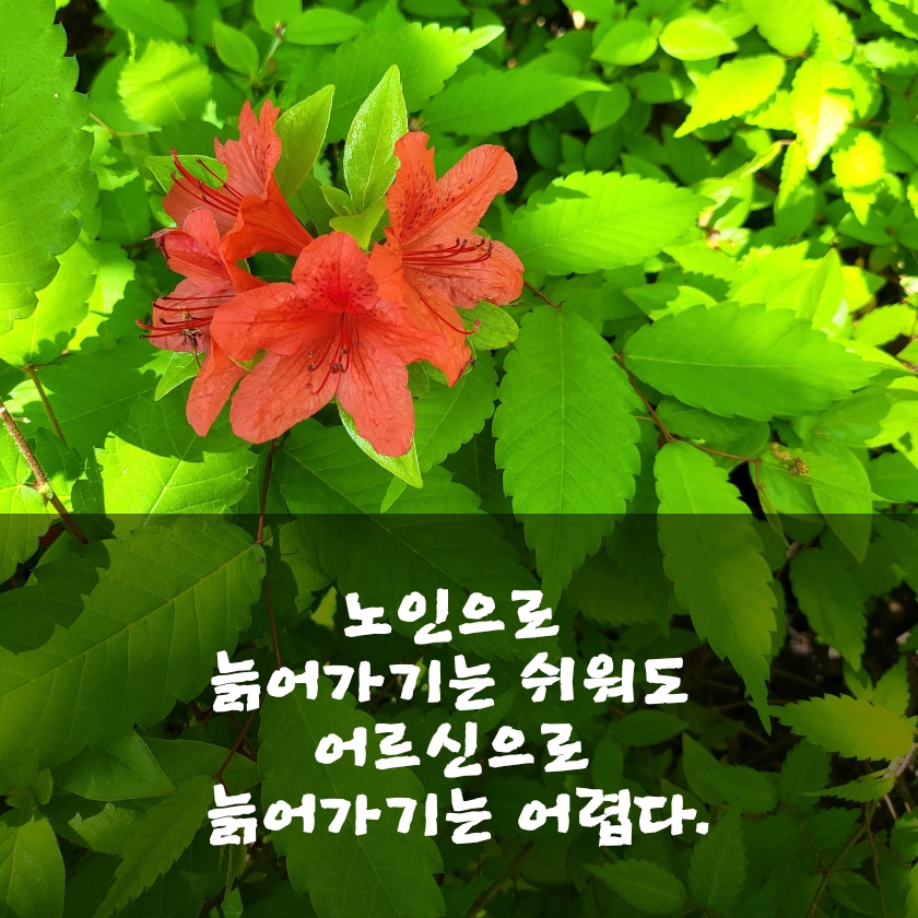 사람의향기 이미지