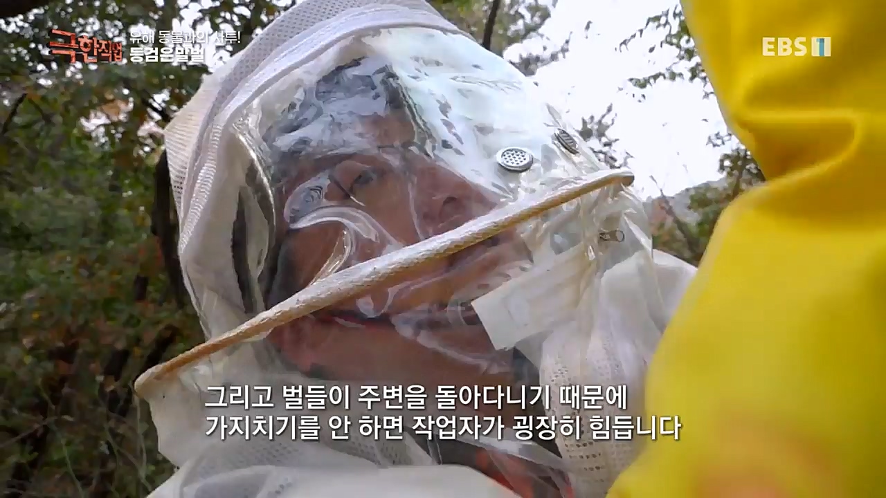 TV - 교육의 중심 EBS유해 동물과의 사투! 등검은말벌, 야생 멧돼지 퇴치.mp4_20221129_195004.122.jpg