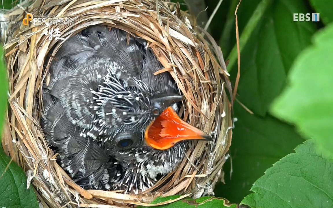 생존 3부_ EBS 다큐프라임_ 220629.avi_20220701_210754.962.jpg