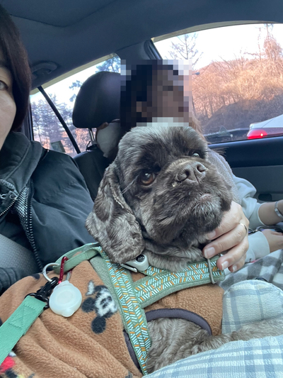 -영진해변,영진횟집,바우카페, 파인힐 애견펜션,속초중앙시장 설연휴 분홍이와의 여행 16