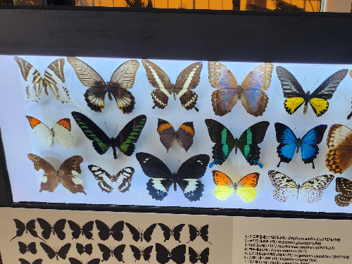 국립농업박물관 곤충관 나비