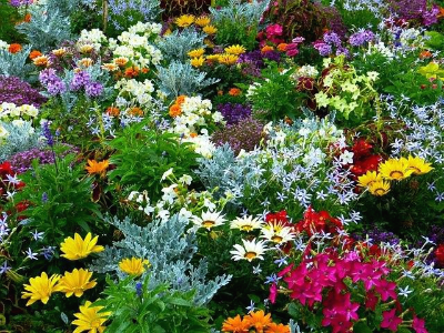 여러 종류의 꽃이 섞여 있는 화려한 정원