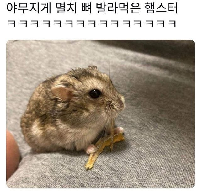  야무지게 멸치 뼈 발라먹은 햄찌